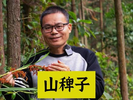 山稗子又叫野高粱,一种古老的原生态农作物#新农人计划 #三农