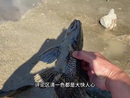 外来入侵鱼类“清道夫”,要栽倒在短视频博主手里 在我国自然水域泛滥多年的清道夫,估计也没有想到,有一天它们会栽倒在短视频博主们的手里!#清道夫#外来入侵鱼类 #鱼类科普