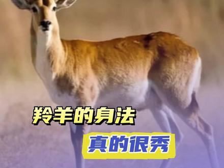 #羚羊 羚羊这身法真的太秀了!#动物 #猎豹