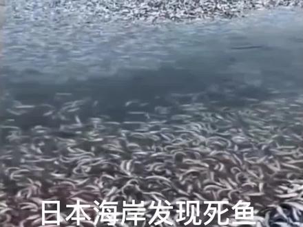 #日本核废水入海 ,万里投毒,中国沿海大量死鱼。