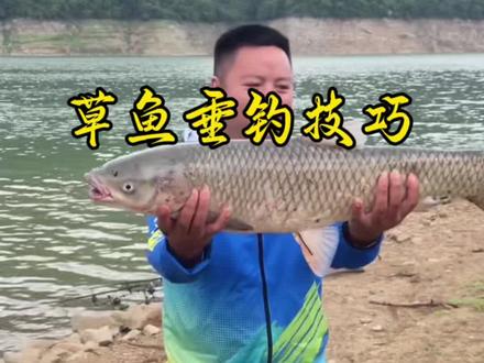 草鱼垂钓技巧 草鱼老是脱钩怎么办?#这样的鱼获谁不羡慕 #渔获分享 #神窝颗粒 #西部风窝料