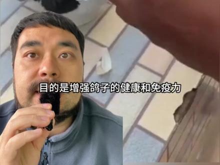 为什么要给鸽子喂大蒜😱😱😳#每天跟我涨知识