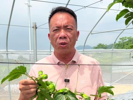 百香果单批能挂几个果在树上?#三农 #黄金百香果种植技术 #百香果种苗 #抖音助农 @悦桂鲜果树苗木专营店 @抖音小助手