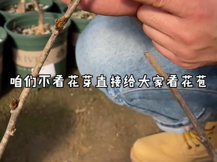 紫藤当年能否开花,花苞比花芽更有说服力#紫藤 #是时候牛气一回 #花卉绿植 @抖音小助手