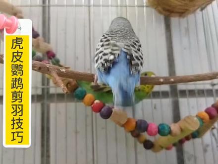 虎皮鹦鹉剪羽技巧#幼鸟成长过程 #手养鹦鹉 #爱鸟护鸟 #鹦鹉 #手养鸟