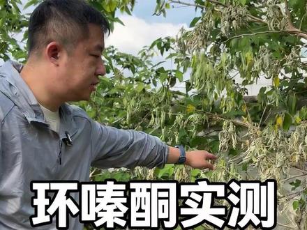 墙体救星三周真实测评#环嗪酮 #环嗪酮颗粒使用方法 #环嗪酮除草剂 #环嗪酮省心省力一次解决
