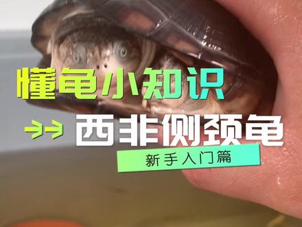 #西非侧颈龟 #养龟日常 #养龟人 #小乌龟 #龟龟🐢
