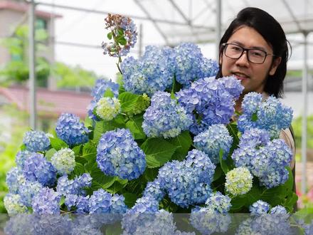 热门绣球推荐,款款都是经典@抖音小助手#绣球 #园艺生活 #爱生活爱养花 #花卉绿植