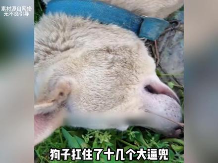 狗子抗住了十连抽却没抗住底层代码 CR:奔奔鸡 #动物 #狗 #离谱 #宠物
