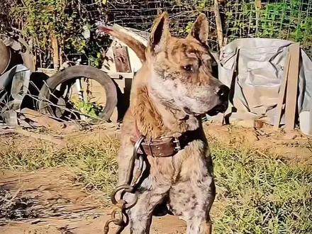 猎犬的战斗力到底有多强#狗 #战斗力爆表