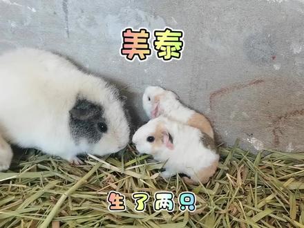 早起喂猪的时候,发现美泰又生了两只 #宠物 #豚鼠 #荷兰猪 #天竺鼠 #美泰 #新生命