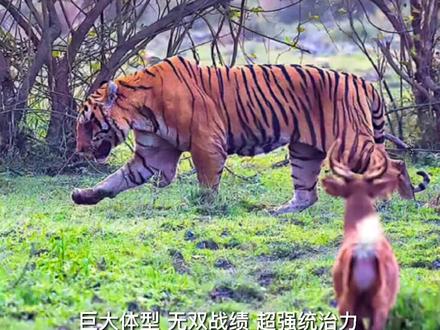 超级虎王kzt085 猫科战绩天花板#老虎 #孟加拉虎 #虎王 #kzt085