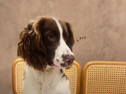 再玩一次小狗猜猜猜
#史宾格 #史宾格犬 #小狗