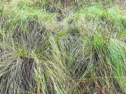 商洛山盛产此野生龙须草,地方志将它列入特产资料,其实它的本名叫丛毛羊胡子草,而不叫龙须草。因为龙须草的品种太多了,特点也不是这种样子的。丛毛羊胡子草(学名:Eriophorum comosum,Wall.):为莎草科多年生草本植物,高约14-80厘米。其种子成熟后分裂出状如棉絮的白色细丝,可以随风飞散,以利于传播种子。叶鲜绿,茎仅于近基部具叶;小穗有两性花极多数,数个排成伞房花序或为复伞形花序;鳞片覆瓦状排列于小穗轴的周围;下位毛状体分裂为多数、白色的细丝,状如绵絮,结果时伸出鳞片外甚长,能随风飞散,故极易识别。此毛可为枕褥的填充物;雄蕊3-1;花柱长,脱落;柱头3(2-4);坚果三角形,平滑。中国、印度、越南、缅甸、印度尼西亚都有分布。#热门 #百草#国风合伙人 #抖音小助手dou上热门 #原创