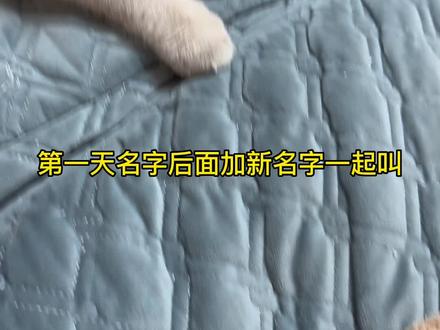 蓝蓝改名汤圆成功!#记录猫咪日常 如何给猫咪改名字#金点