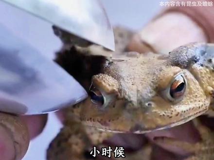第 二 十 四 集 | 《金线蟾蜍》 小时候你一定打过它,现如今它即将消失。#生物科普 #动物科普 #癞蛤蟆 #涨知识 #神奇动物在抖音
