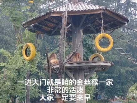 如何从西安出发去看【七仔】?详细攻略已出!建议最好还是自驾游,那边还有财神庙水街很多玩的地方,搭大巴实在不方便,过去就得1-2小时,下午五点半就是回西安的最后一趟车,很容易错过没位置。#西安游玩推荐 #国宝熊猫 #七仔 #熊猫七仔咬阿宝的耳朵 #熊猫七仔