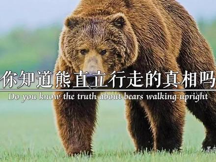 你知道熊直立行走嗯真相吗?#正能量 #动物 #善待动物 @DOU+小助手 @抖音小助手 @DOU+上热门