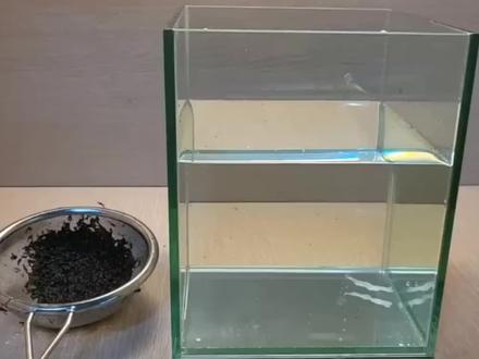 半斤蚊子喂泥鳅,泥鳅吃得可欢,像在吸黑糖珍珠#star @西瓜视频