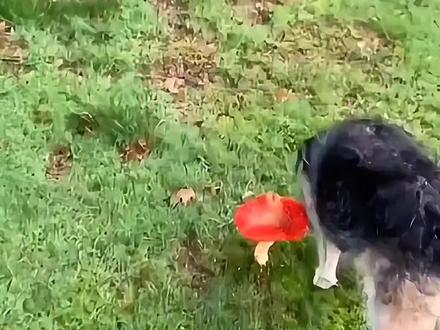 40秒带你认识6种菌子#科普一下 #菌子 #涨知识