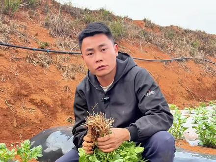 土豆出苗这三招 间苗 培土 追肥一步到位 产量翻倍 #土豆种植 #种植小技巧 #三农种植 #农业技术#家庭种植