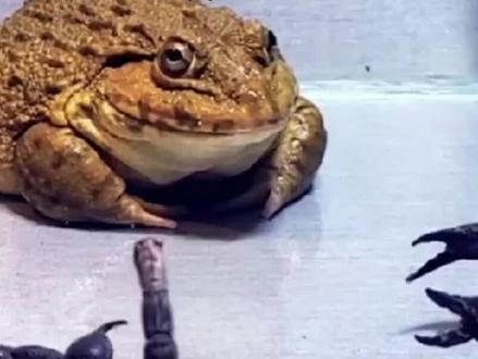 蛤蟆吃毒蝎子,直翻白眼#动物世界 #蝎子 #蛤蟆