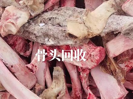 骨头回收!干就完了!
