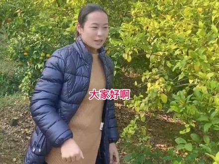 果树发黄的原因分析#柑橘种植 #农村2022年新农人计划 #三农 #来抖音学农枝 #黄化树 @DOU+小助手 @抖音小助手