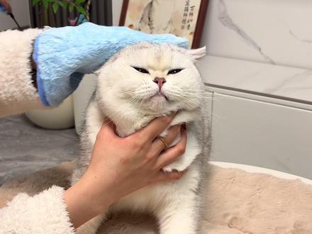 过年洗小猪咪不用愁,网易擦浴三分钟就足够~#宠物免洗 #网易严选 #萌宠好物 #养猫新手