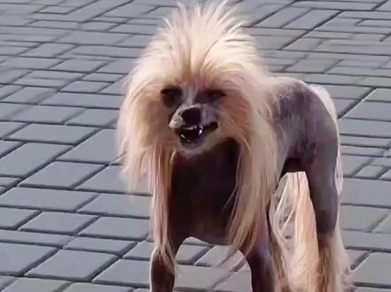 各种长得鬼迷日眼的狗#科普