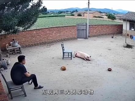 互联网三大倒霉动物