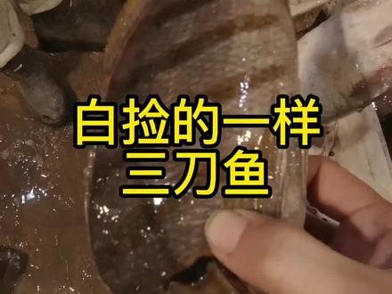 @抖音小助手 #海鲜 #新鲜食材 好的海鲜都是时价、都别比.因为咱们地域不一样!