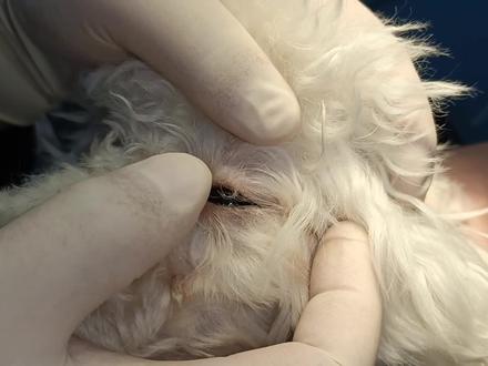 狗狗眼睛流泪,鼻泪管堵塞,宠物医生现场教学通鼻泪管。一看就会