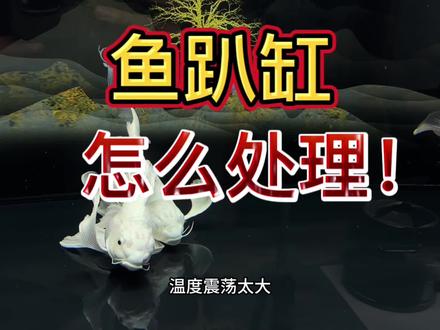 #蝴蝶鲤 趴缸怎么处理,什么原因导致的! 视频制作不易,喜欢的朋友留下脚印👣#观赏鱼 #养鱼日记 #蝴蝶鲤怎么养 #空气缸