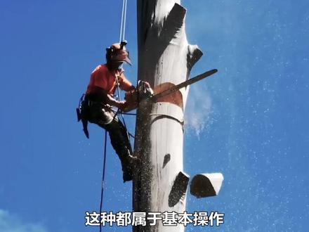 伐木工为何要爬到数十米高的树顶进行砍伐?#树木砍伐 #高空作业 #科普 #科学脑洞上分赛