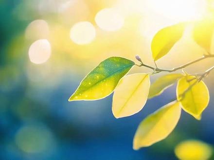师生合唱《青春大概》 无为中学2026届高三毕业典礼暨成人礼之师生合唱《青春大概》