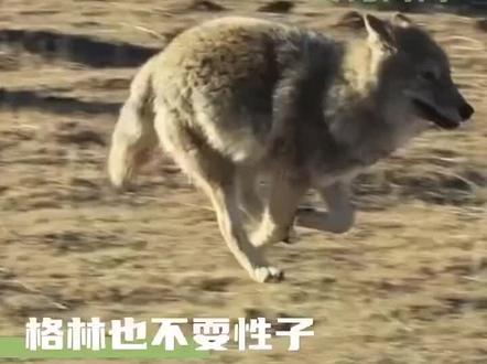 2026年第一刀,狼王格林大概在2021年7月左右就不在了;就是还腰带之后,李微漪再也没发现过格林的踪影;再回到小木屋也没有偷偷送来的猎物了,只要妈妈在它都会送的;还腰带那会儿,应该就感觉自己大限将至了。
狼的寿命10到12年就是长寿的了,更何况格林是2010年出生的,如今已经 2026年了!
就像李微漪说的那样,爱是放手。
除了脚印,什么都别留下;除了思念,什么都别带走……#狼王格林#重返狼群#人与动物和谐共处 #动物的感情超乎我们的想象 #动物的感情超乎我们的想象