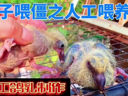 自制人工鸽乳喂养体型偏小的雏鸽#雏鸽 #信鸽赛鸽 #人工孵化 #记录生活中的小美好
