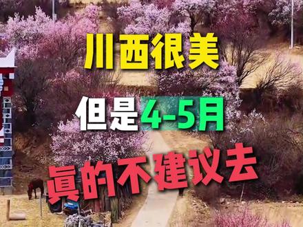 4-5月来川西,这条道孚杏花环线,你一定要来#道孚 #杏花 #川西美景 #北牧星趣玩川西 #川西的美景必须亲眼去看