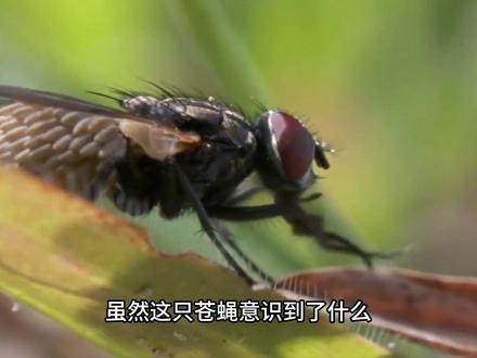 马蝇 马蝇繁殖#马蝇 #马蝇幼虫 #马蝇幼虫寄生