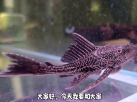 清道夫有5种#钓鱼 #钓鱼人