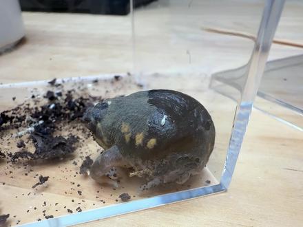 葫芦娃里的蛤蟆精,馒头蛙到了 #神奇动物在抖音 #馒头蛙 #青蛙