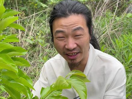 柿子叶泡水好处多,绿茶工艺做个柿子叶茶,酸甜可口 #万物皆可茶