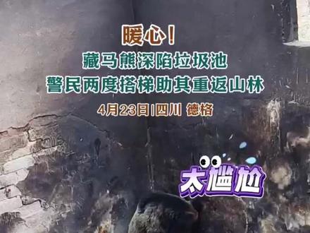 暖心!藏马熊意外坠入4米深垃圾池,甘孜民辅警帮忙放梯子,助其顺利回归山林