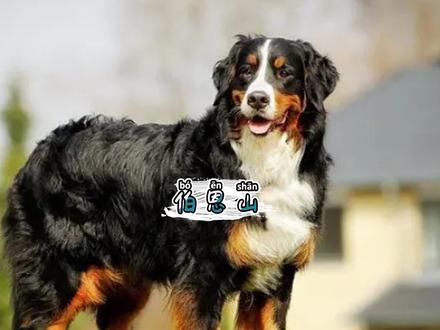 伯恩山犬真的在暖了,他要是早来国内里面,暖男的头衔肯定没金毛的事啦#伯恩山 #伯恩山犬 #伯恩山幼犬 #狗狗 #养犬知识