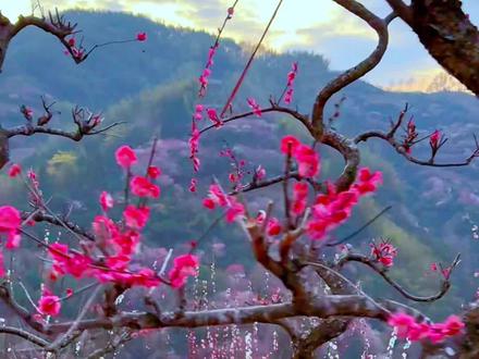 风有约,花不误,岁岁年年不相负#卖花渔村 #好看的花与你分享