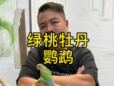 今天教大家认识绿桃牡丹鹦鹉呀#绿桃牡丹鹦鹉 #手养鹦鹉 #宠物 @DOU+小助手 @抖音小助手