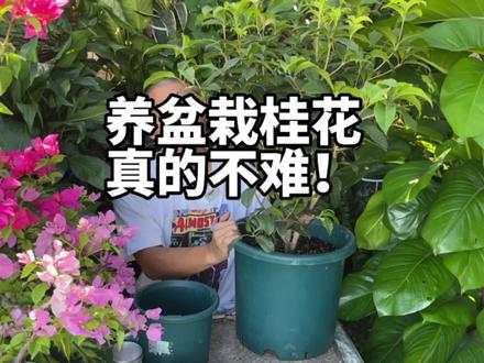养好盆栽四季桂,怎么浇水?怎么施肥才会开花?桂花枯叶焦边怎么挽救? #桂花 #养花小知识