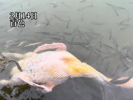 建议全国推广!百色人发明“鱼工拔毛” 鸭子洗完澡直接进锅#年夜饭 #拔鸭毛拔到怀疑人生