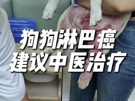 狗狗淋巴癌,多次化疗效果不佳,四肢水肿,胰腺炎复发,严重贫血,建议中医治疗#狗狗淋巴瘤 #狗狗淋巴癌 #狗狗癌症 #狗狗癌症晚期 #狗狗淋巴肿瘤